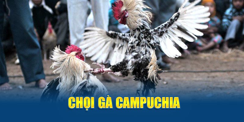 Chọi gà Campuchia