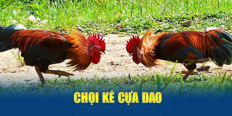 Chọi kê cựa dao