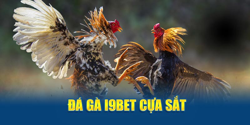 Đá gà i9bet cựa sắt